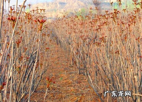 香椿树开花预示着什么意思