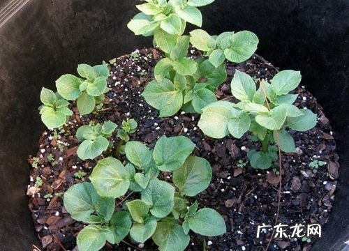 土豆开花预示着什么意思