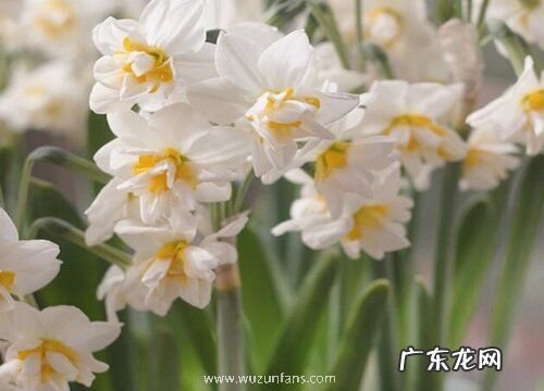 水仙是草本植物吗