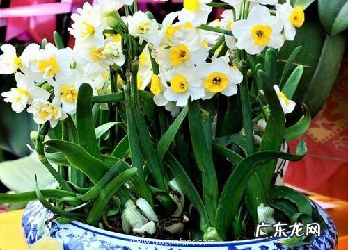 水仙是草本植物吗