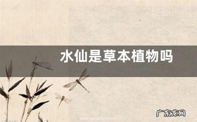 水仙是草本植物吗