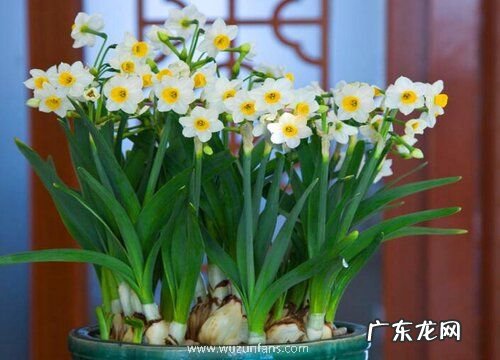 水仙是草本植物吗