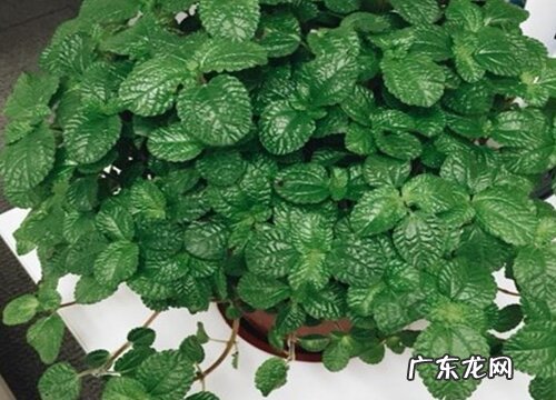 吸毒草的养殖方法和注意事项有哪些