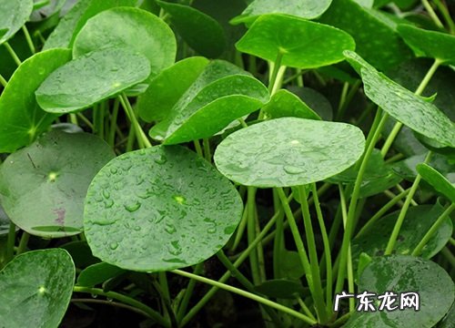 吸毒草的养殖方法和注意事项有哪些