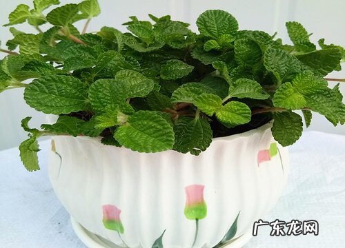 吸毒草的养殖方法和注意事项有哪些