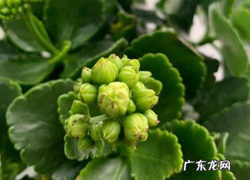 长寿花多久能开花