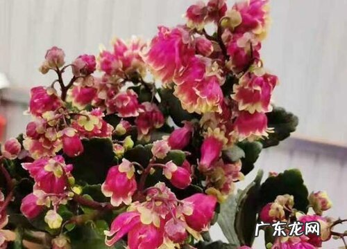 长寿花多久能开花