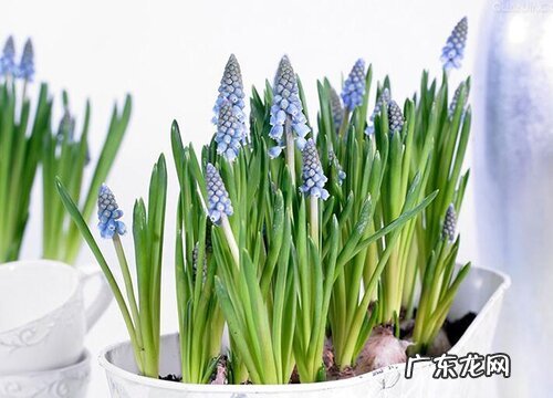 风信子开花预示着什么意思