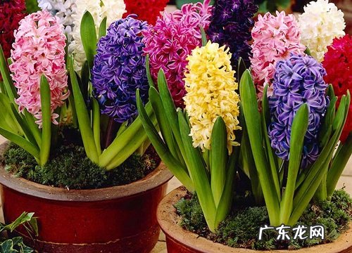 风信子开花预示着什么意思