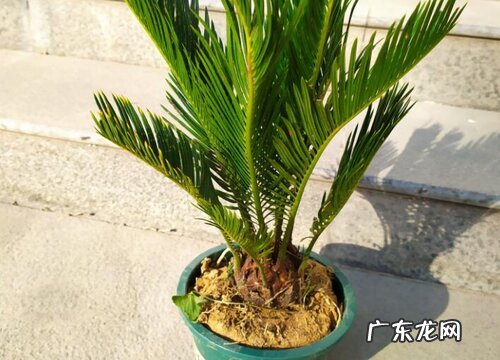 铁树多久能开花