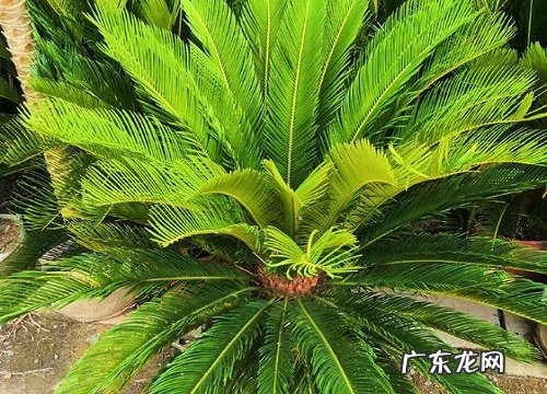 铁树多久能开花