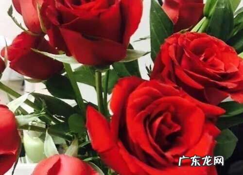 7朵玫瑰代表什么花语