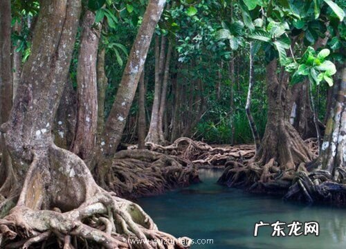 海里的植物有哪些