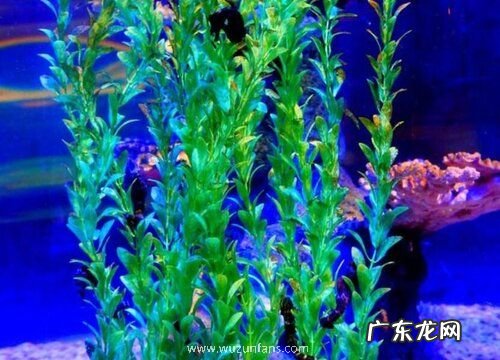 海里的植物有哪些