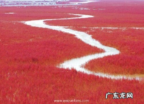 海里的植物有哪些