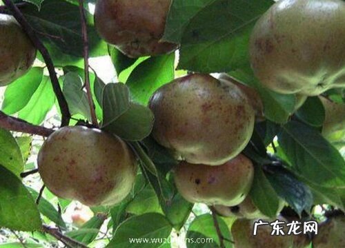 茶树有籽吗 能吃吗