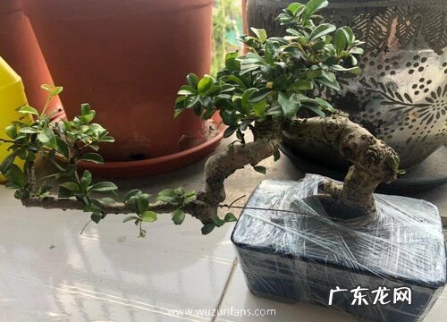 茶树有籽吗 能吃吗