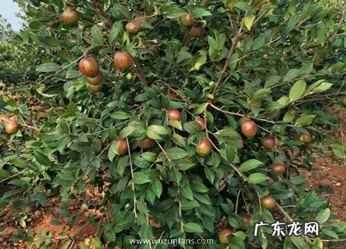 茶树有籽吗 能吃吗