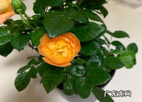 和玫瑰花很像的花