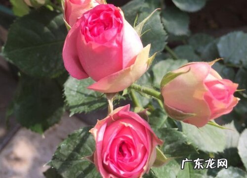 和玫瑰花很像的花