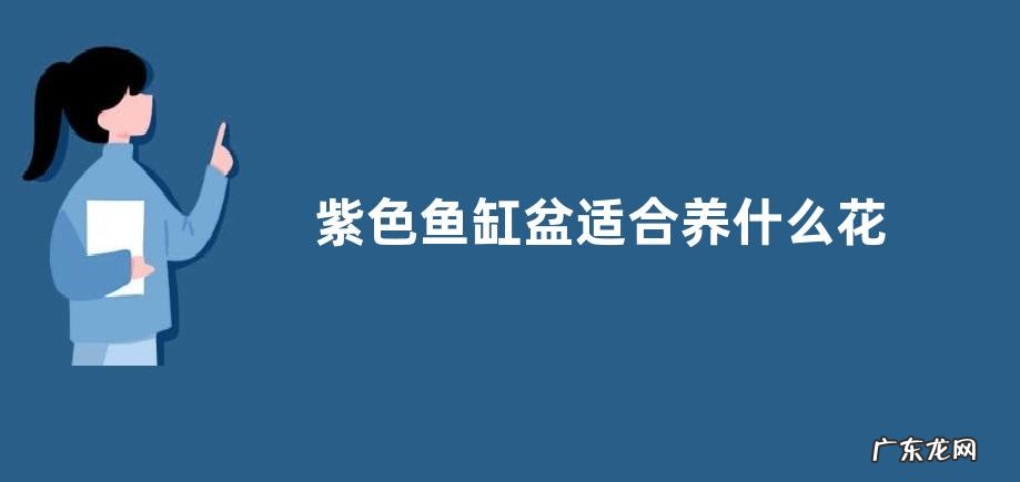 紫色鱼缸盆适合养什么花
