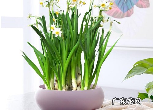 紫色鱼缸盆适合养什么花
