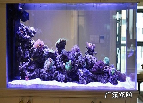 紫色鱼缸盆适合养什么花