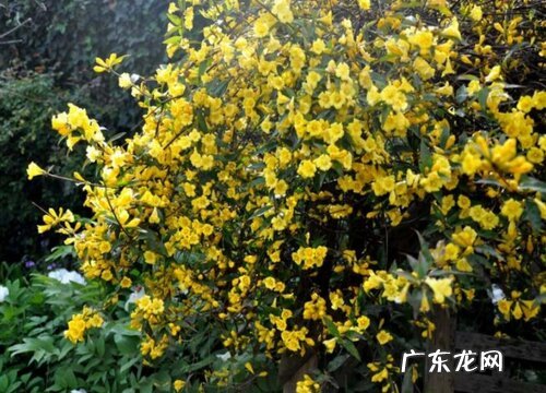 耐寒耐热的爬藤花卉有哪些