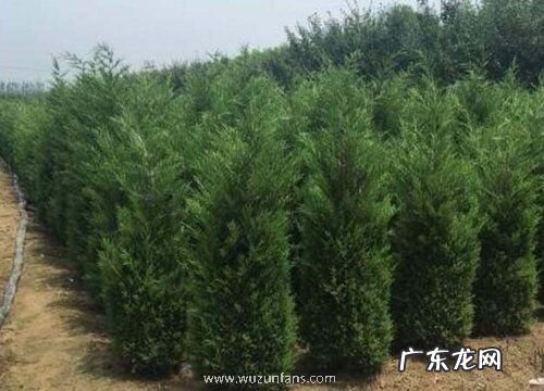 不落叶的树有哪些
