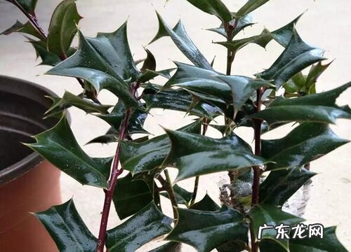 长不高的树有哪些