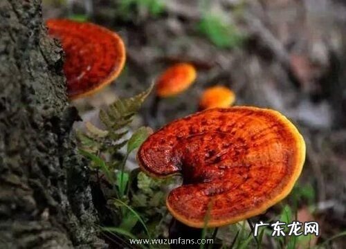 腐生植物有哪些