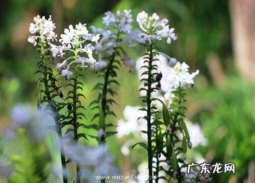 腐生植物有哪些