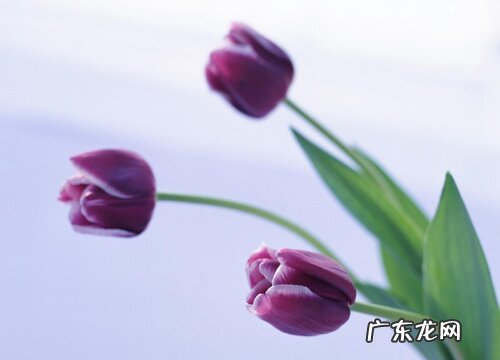 郁金香生长环境条件及特点