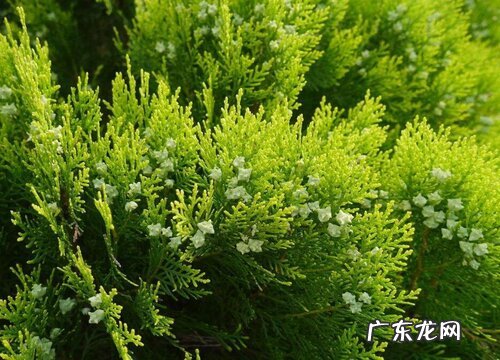 常年不落叶的树有哪些