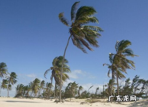 常年不落叶的树有哪些