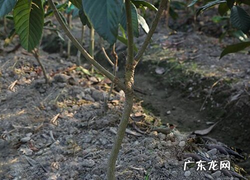 常年不落叶的树有哪些