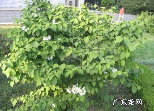 蝴蝶绣球为什么不开花