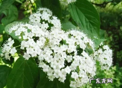 蝴蝶绣球为什么不开花