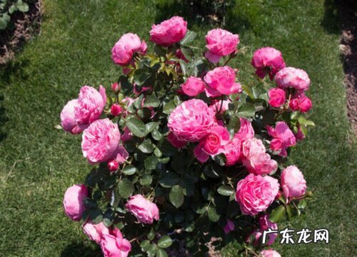 耐寒耐旱的室内花卉有哪些