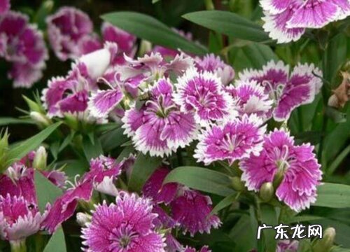 耐寒耐旱的室内花卉有哪些