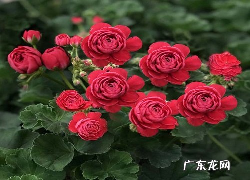 耐寒耐旱的室内花卉有哪些