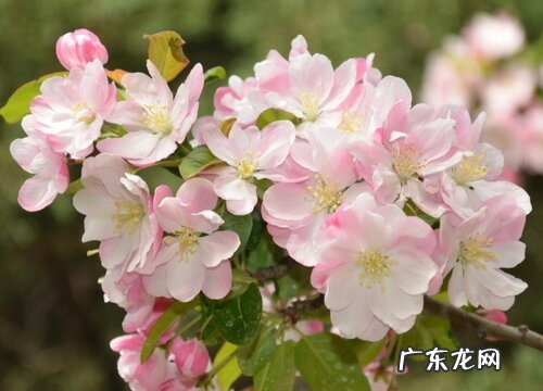 蔷薇科的植物有哪些