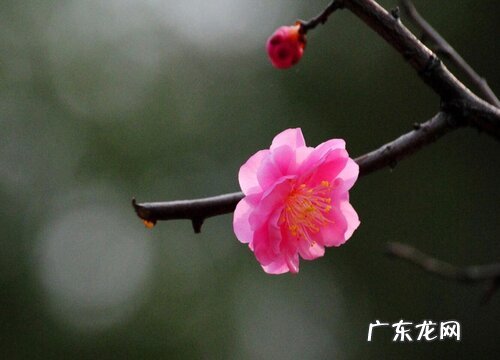 蔷薇科的植物有哪些