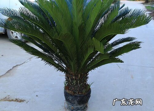 铁树什么时候种植最好