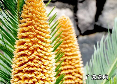 铁树什么时候种植最好