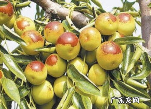 冬枣是几月份的水果