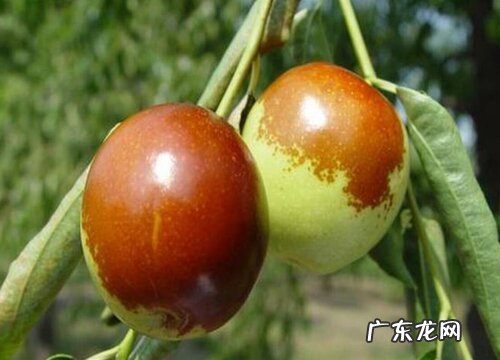 冬枣是几月份的水果