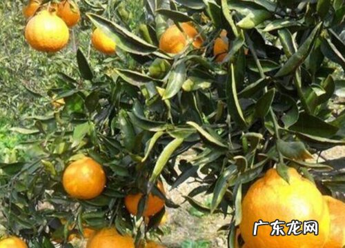 丑橘是几月份的水果