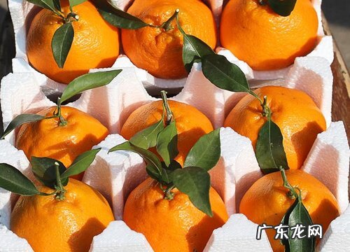 丑橘是几月份的水果