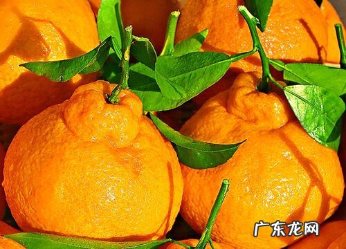 丑橘是几月份的水果